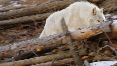 Wolf walks by 99 動画素材 119666390