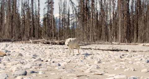 Wolf walks across dry riverbed towards camera Stock Footage 232622623