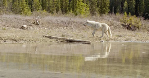 Wolf walks along river reflection follows Stock Footage 232554766