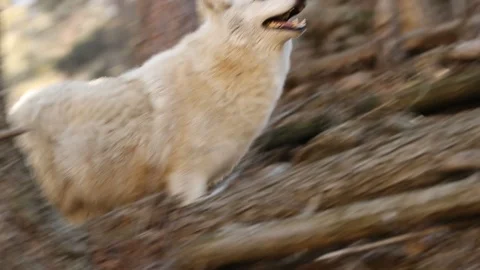 Wolf walks and sniffs air Stock Footage 119675340