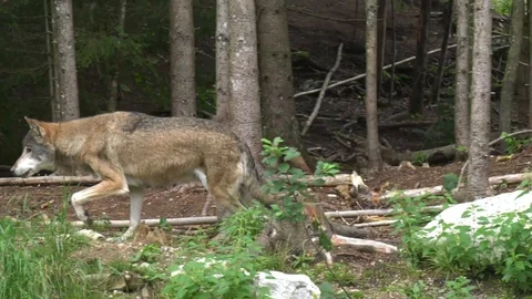 Wolf walks around Stock Footage 117236438