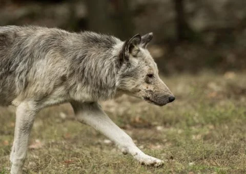 A wolf walks around mindfully Foto stock