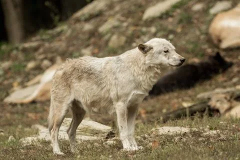 A wolf walks around mindfully Foto stock