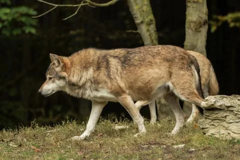A wolf walks around mindfully Stock Photos