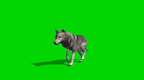 Wolf walks fast - seperated on green screen Видео 35217365