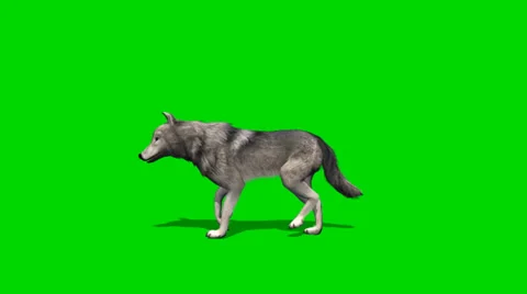 Wolf walks fast - seperated on green screen 動画素材 35217593
