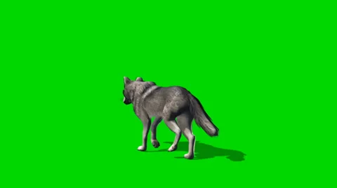 Wolf walks fast - seperated on green screen 스톡 동영상 35217989