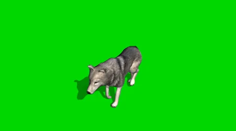 Wolf Green Screen Stock Footage ~ Royalty Free Stock Videos | Pond5