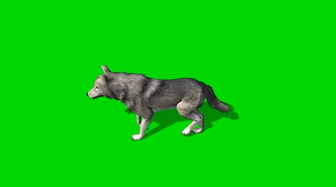 Wolf walks fast - seperated on green screen Video stock 35218036