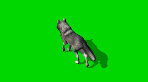 Wolf walks - seperated on green screen 스톡 동영상 35217314