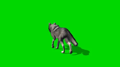 Wolf walks - seperated on green screen Stockbeeldmateriaal 35217895