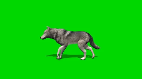 Wolf walks - seperated on green screen Stock-Footage 35218017