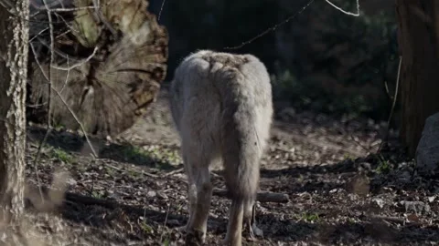 The wolf walks slowly under the morning sun, perfectly camouflaged in the l.. Stock Footage 303573639