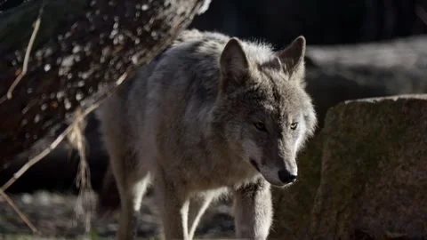 The wolf walks through a barren late-winter environment, patrolling its ter.. Video stock 303573565