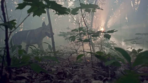 The wolf walks through a mystical forest with the sun's rays in the wild. Stock Footage 155849519