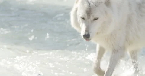 Wolf walks through river towards camera and drinks water Stock Footage 232622301