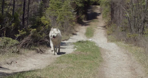 Wolf walks towards camwera down dirt road Stock Footage 232551239