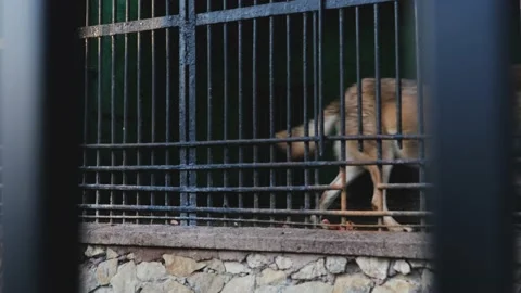 A wolf wanders nervously in the cage at the zoo Stock Footage 147516126
