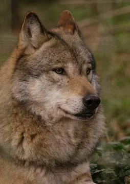 Wolf on watch Stock Photos