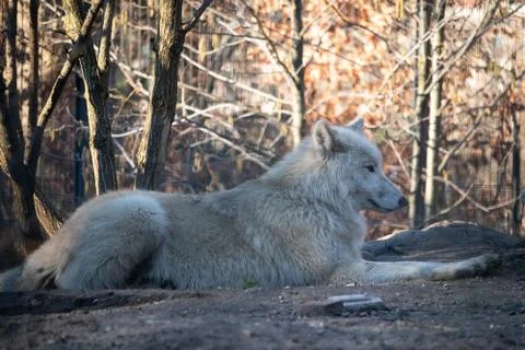 A wolf watches the world Stock Photos