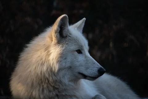 A wolf watches the world Stock Photos
