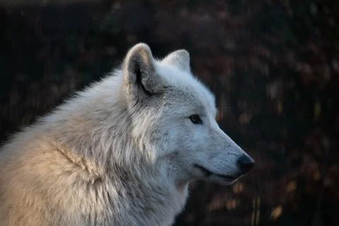 A wolf watches the world Stock Photos