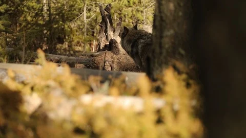 Wolf watching in forest 動画素材 119676027