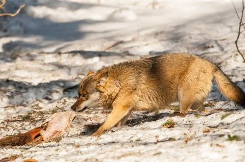 Wolf while eating in the snow background Stock Photos
