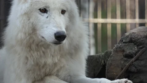 Wolf. A white Hudson wolf rests on a platform at the zoo. Stock-Footage 142276062