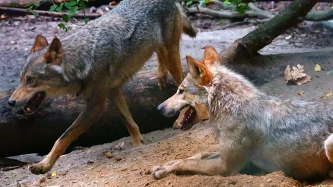 Wolf in the wild among the forest. Stock Footage 118059020