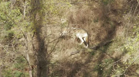 Wolf in the wild Stock Footage 10710056