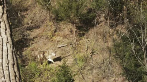 Wolf in the wild Stock Footage 10710109