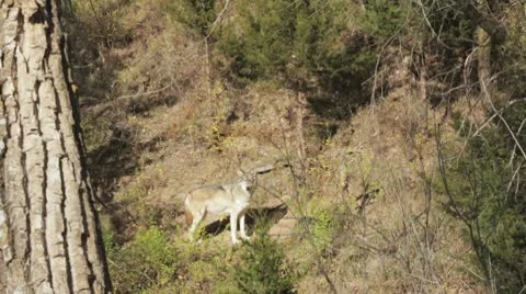 Wolf in the wild 스톡 동영상 10710186