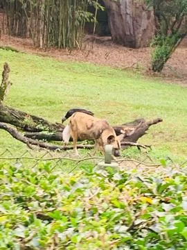 Wolf in the wild Stock Photos