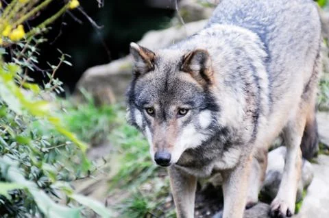 Wolf in wildnerness Stock Photos