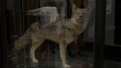 A wolf with the wings 스톡 동영상 87344437