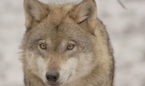Wolf in winter - 4k - red epic Vídeos de archivo 83682258