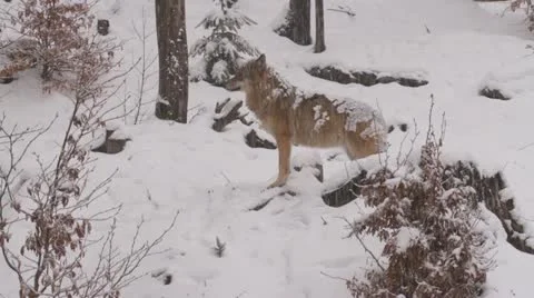 Wolf in winter Stock Footage 21292622