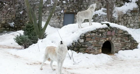 Wolf winter Stock Footage 146722605