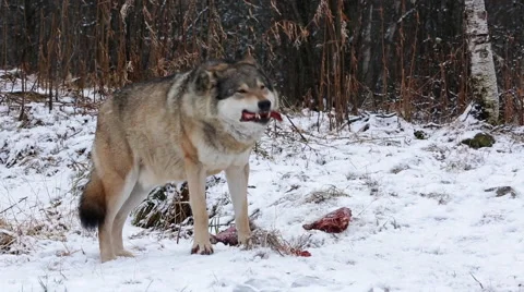 Wolf in winter forest feed on fresh meat Stock Footage 44179204