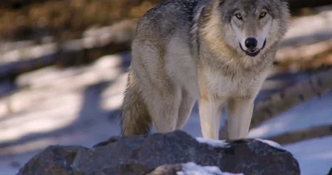 Wolf Winter Forest Landscape 1 Video stock 149841432
