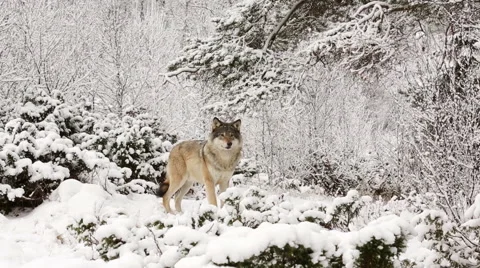 Wolf in winter forest looking alerted walking to small hill Stock Footage 44192873