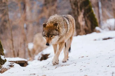 Wolf in the winter forest Stock Photos