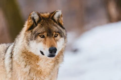 Wolf in the winter forest Stock Photos