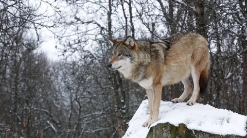 Wolf in winter forest standing on a rock Stock Footage 44177750