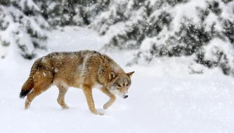 Wolf winter in nature 写真素材