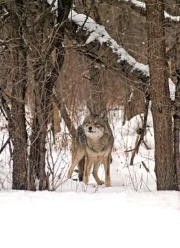 Wolf in winter Stock Photos