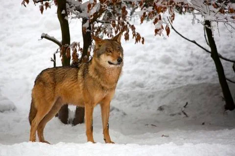 Wolf  in winter Stock Photos