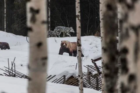 Wolf, wolf cub and bear in the winter forest Foto stock