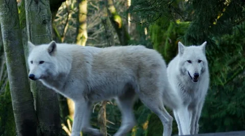 Wolf, Wolves, Gray Wolf, Timber Wolf, 4K, UHD Stock Footage 45818232